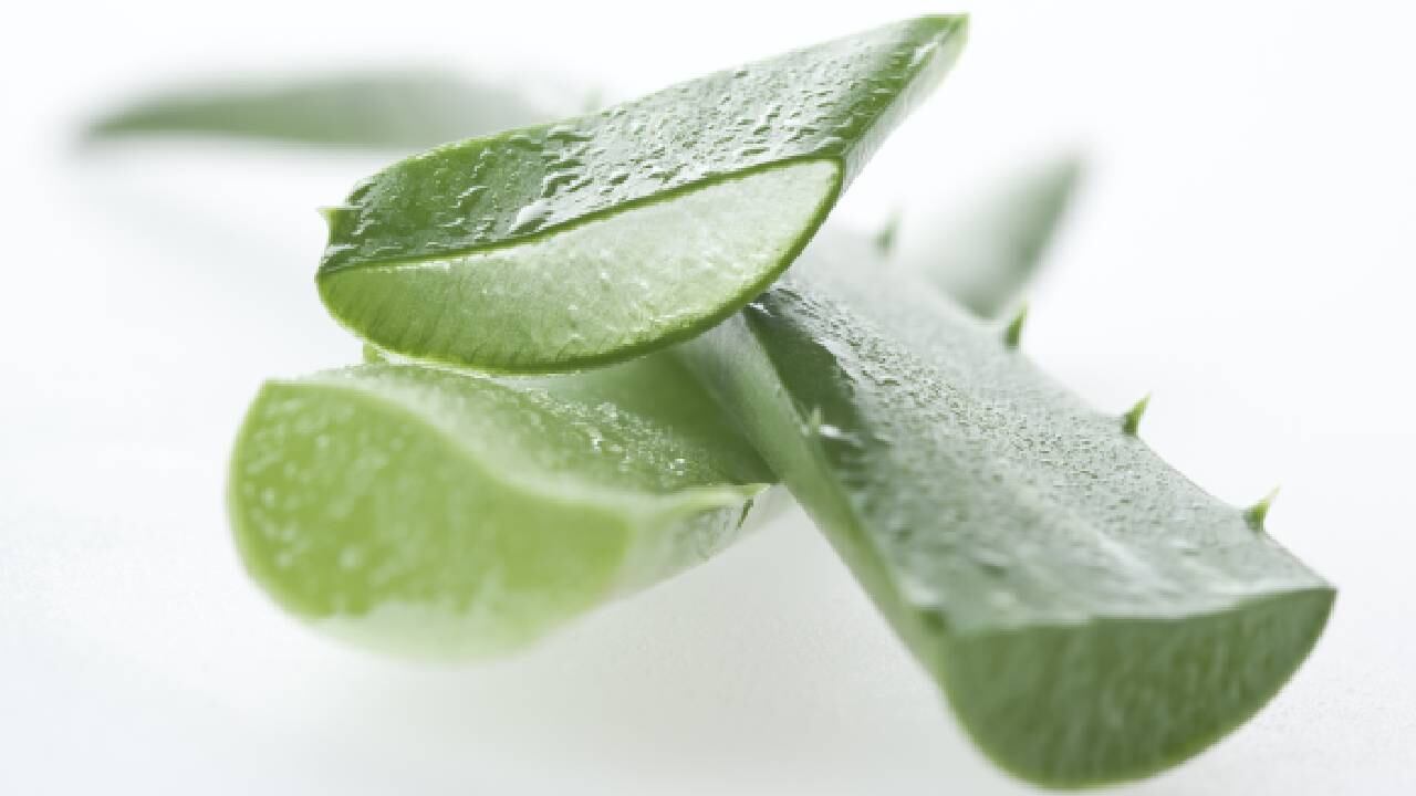 Estudios aseguran que la sábila no se recomienda para personas con cuadros diarreicos o con problemas de insuficiencia renal. Foto: Gettyimages.