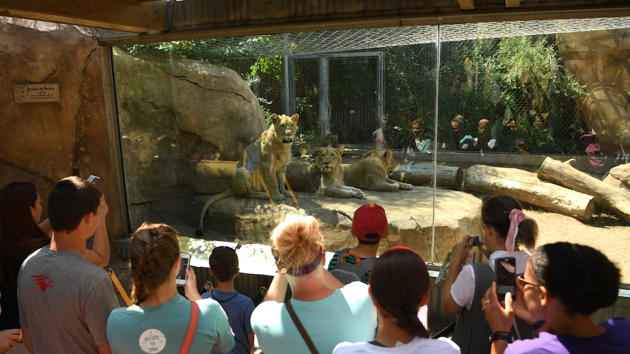 Covid del zoo de Denver