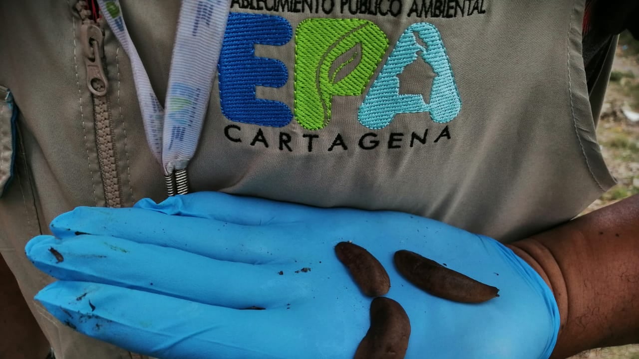 Cartagena: Alerta por aparición de babosas que podrían ser venenosas