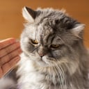 Existen algunos consejos para educar adecuadamente a un gato.