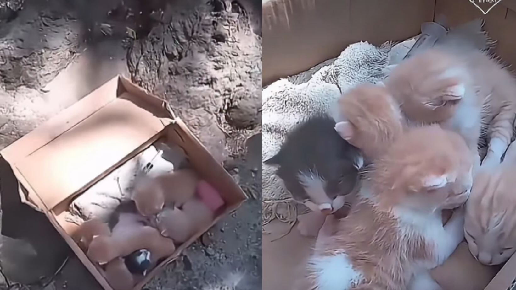 Gatos recién nacidos abandonados