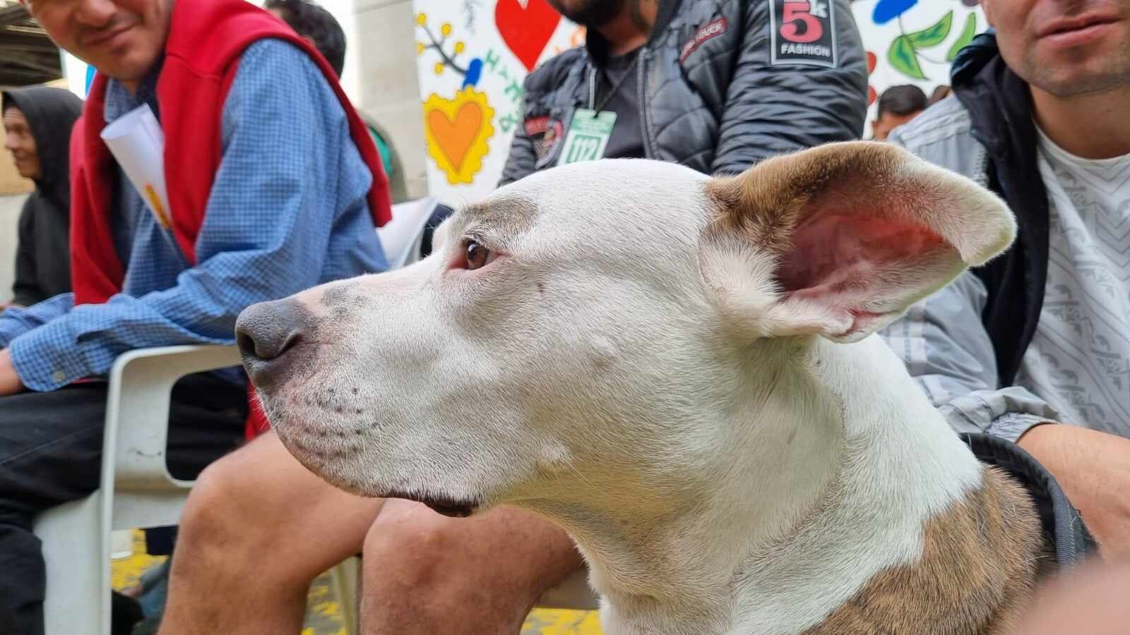 Este 27 de julio se conmemora el Día Internacional del Perro Callejero.