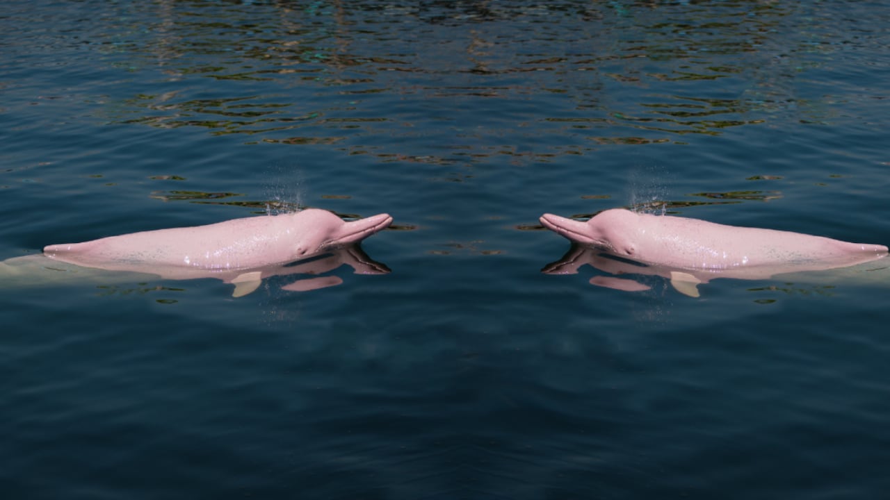 Los delfines rosados son uno de los grandes atractivos en este destino colombiano. (Foto de referencia).