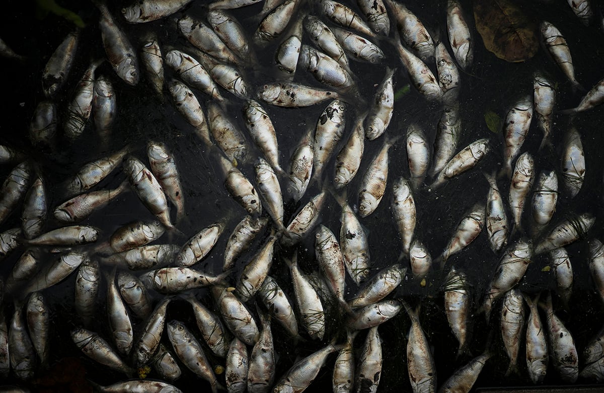 Los peces de especie saboga flotan en el lago de Rodrigo de Freitas, en Sao Paulo, Brasil. (AP)