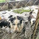 Los animales en un criadero en Funza, Cundinamarca estaban en muy malas condiciones.