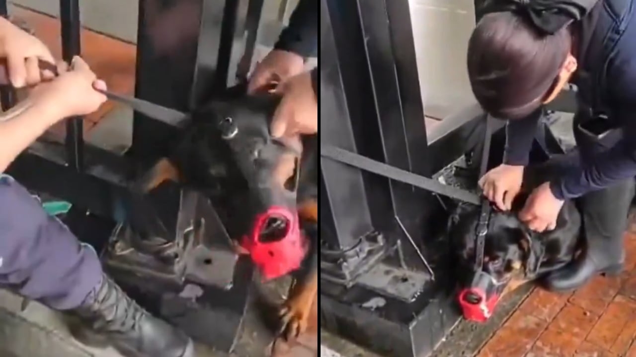 Perro maltratado en TM
