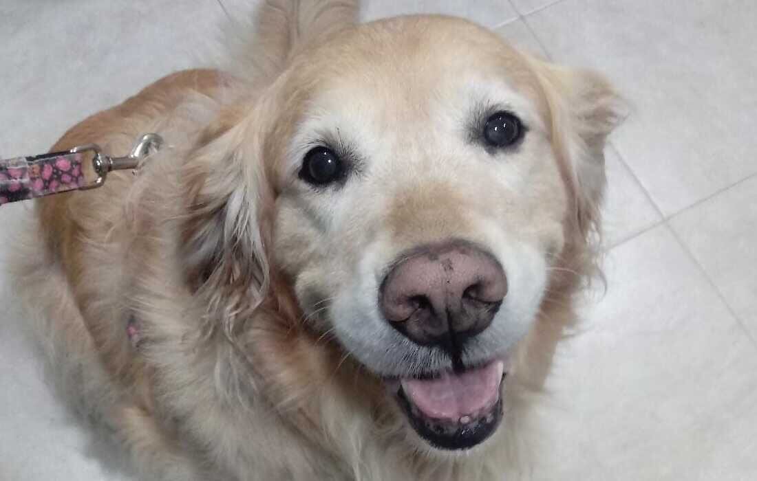 Samantha, la perrita que fue rescatada de las manos de su agresor en el sector de Cedritos.