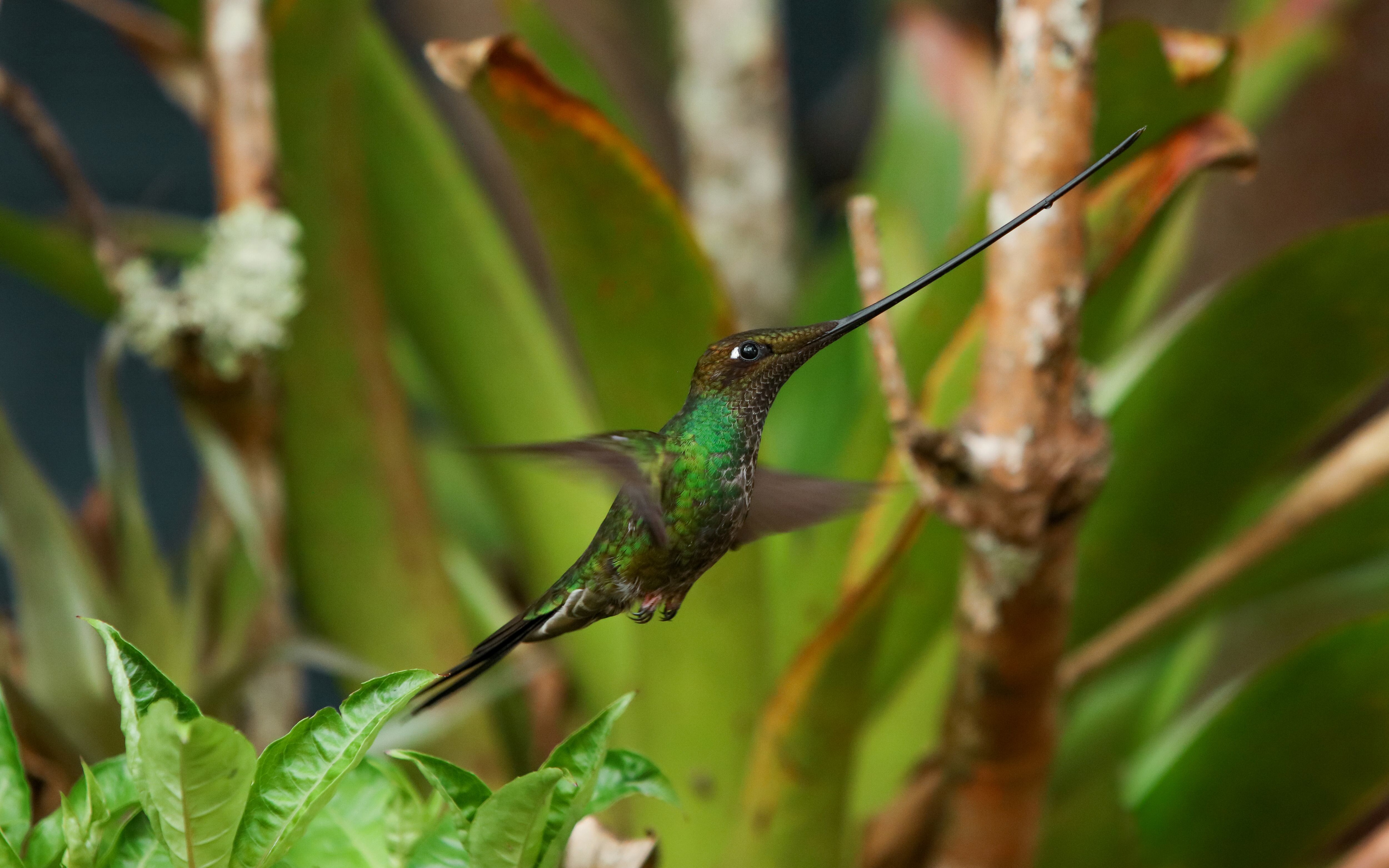 La exposición Quynza Magia Ancestral registra de manera detallada el vuelo de estas aves, su comportamiento, la diversidad de sus colores y la forma cómo se relacionan entre ellas y el entorno.