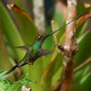 La exposición Quynza Magia Ancestral registra de manera detallada el vuelo de estas aves, su comportamiento, la diversidad de sus colores y la forma cómo se relacionan entre ellas y el entorno.
