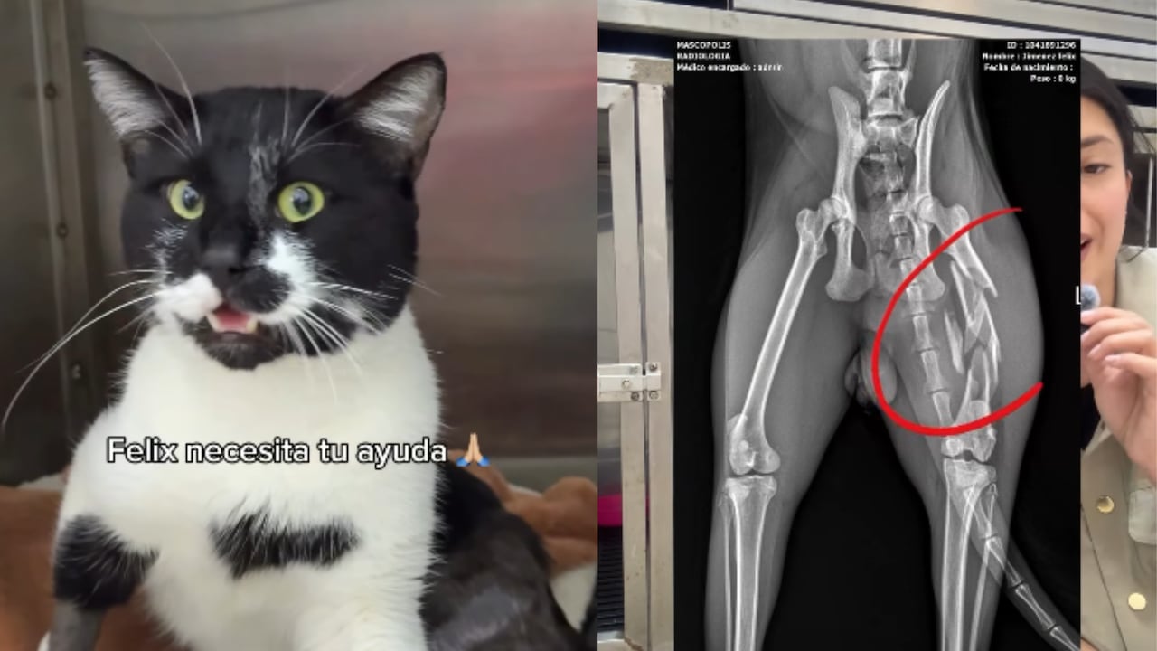 Félix, el gato que cayó desde el piso 12 y hoy lucha por su vida.