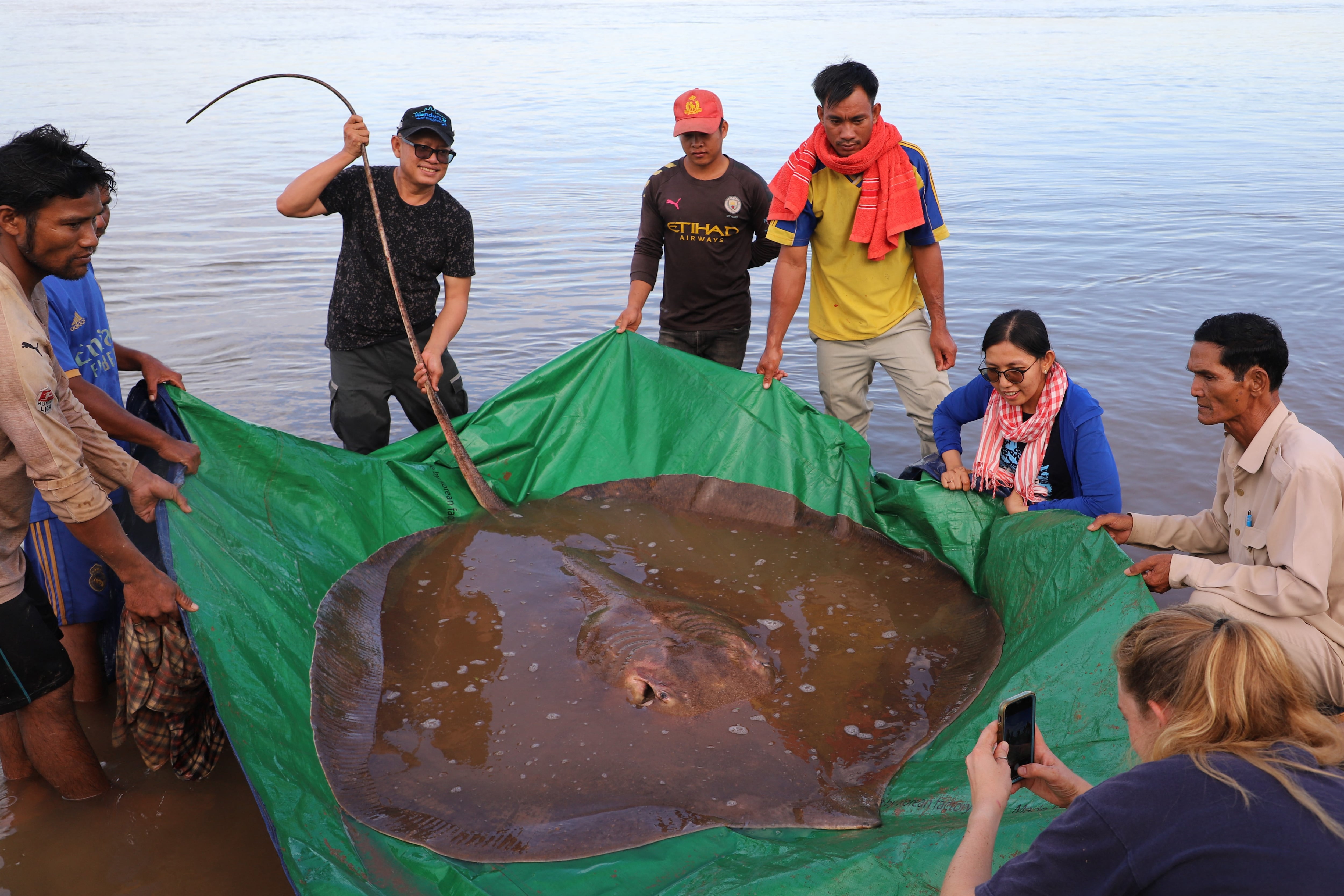 This handout photo taken on May 5, 2022 and released on May 10 by the US-funded Wonders of the Mekong project shows a female giant freshwater stingray -- weighing 400 pounds (181 kg) and measuring 13 feet (3.96 metres) in length -- that was caught and released in the Mekong River in Cambodia's Stung Treng province. - Cambodian fishermen on the Mekong River got a shock when they indavertently hooked an endangered giant freshwater stingray, scientists said May 11. (Photo by Chhut Chheana / Wonders of the Mekong / AFP) / RESTRICTED TO EDITORIAL USE - MANDATORY CREDIT "AFP PHOTO / WONDERS OF THE MEKONG / Chhut Chheana" - NO MARKETING NO ADVERTISING CAMPAIGNS - DISTRIBUTED AS A SERVICE TO CLIENTS