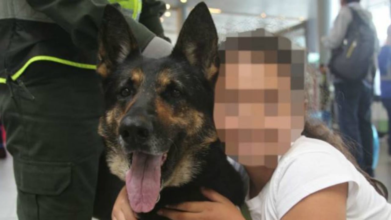 Su adiestradora dice que Sombra es amigable con los niños pero implacable cuando está buscando drogas.