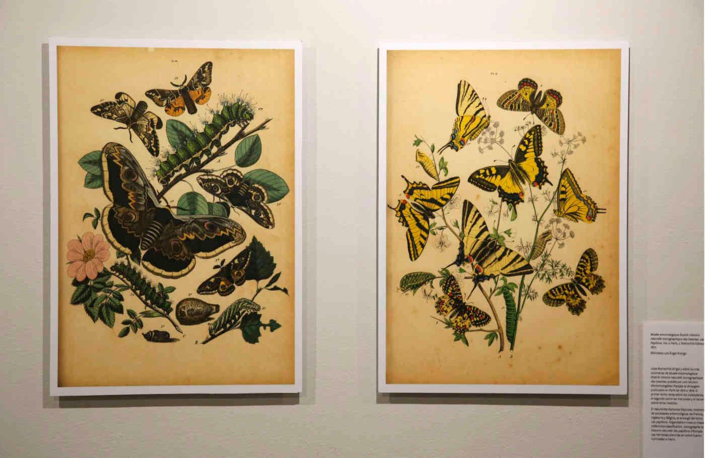 Estas ilustraciones hacen parte del libro 'Musée entomologique illustré. Historie Naturelle iconographique des insectes'. 