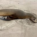 Son más de 100 leones marinos de las playas de Los Ángeles, California, los que han muerto.