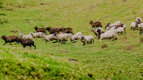 Marulanda, Caldas