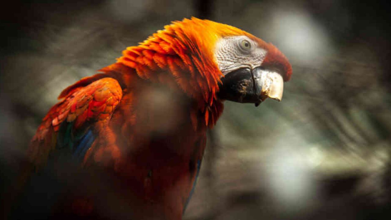 Los traficantes le quitaron su distintivo pico a este tucán para que no los mordiera. Foto: Iván Valencia