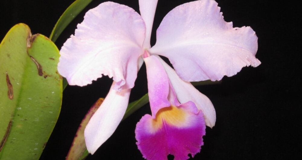 Orquídea Cattleya trianae Linden & Rchb.f