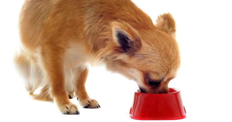 Es indispensable que el kit de mascotas incluya alimentos. 