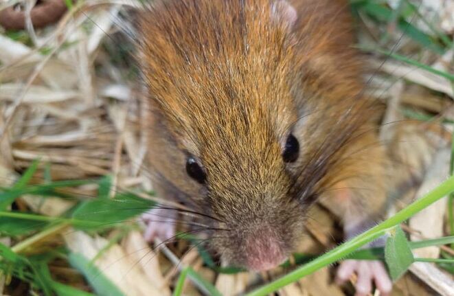 Durante los últimos casi 150 años se tienen apenas 17 registros de su presencia en la Cordillera de los Andes en Colombia