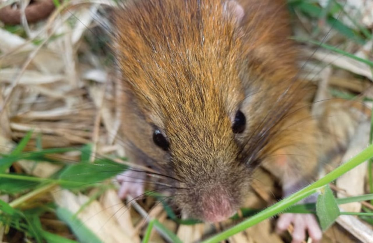 Durante los últimos casi 150 años se tienen apenas 17 registros de su presencia en la Cordillera de los Andes en Colombia