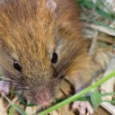 El Toro de los Chusques Colombiano fue descubierto en 1879