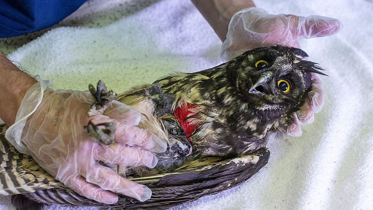 El animal llegó en malas condiciones de salud.