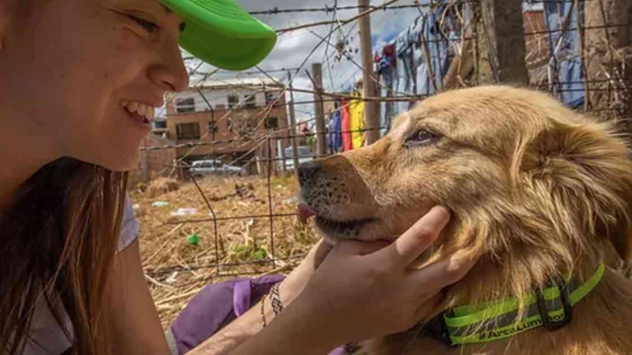 Malala explica que los collares son una iniciativa complementaria a todo el trabajo que hacen los refugios, los albergues y las entidades distritales. Foto: cortesía Arca Luminosa.