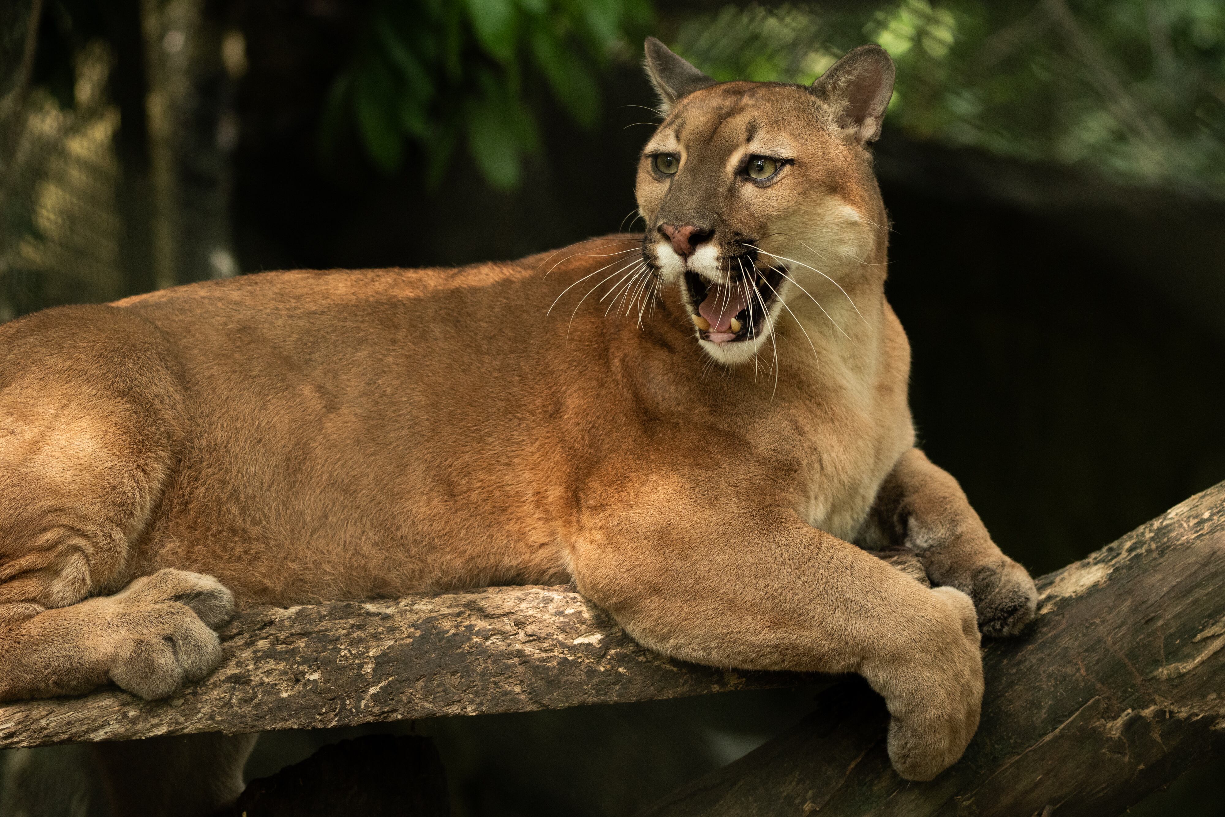 Colsubsidio presenta documental sobre conservación del bosque seco tropical y tres de sus habitantes: nutria, paujil de pico azul y titi gris.