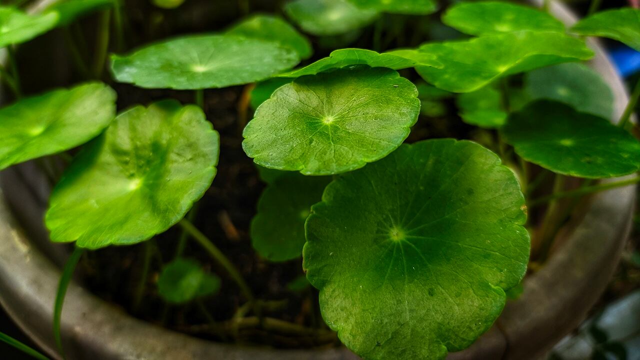 Azeatica ¿Qué es y para qué sirve la centella asiática? - El País