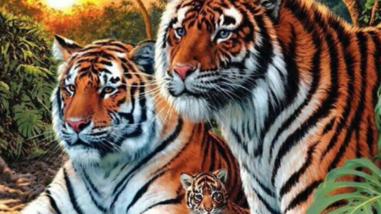 Tigres efecto visual