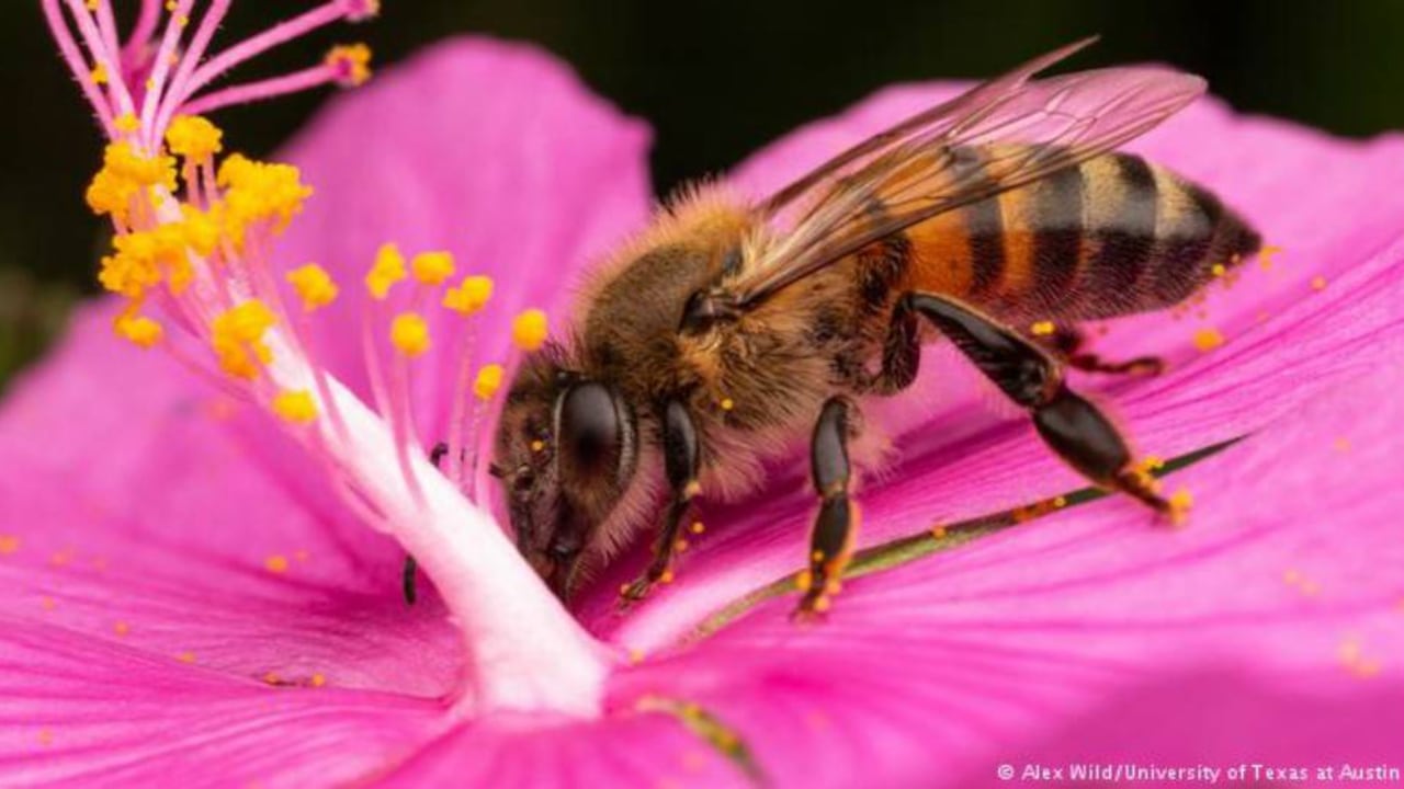 Las abejas están muriendo a un ritmo acelerado y urgen acciones para salvaguardar la especie. Foto: archivo/Semana.