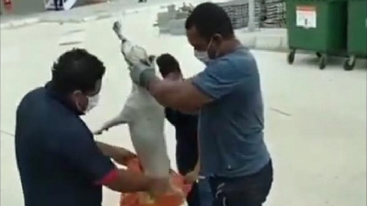 Momento en que un perro es metido en una bolsa plástica.