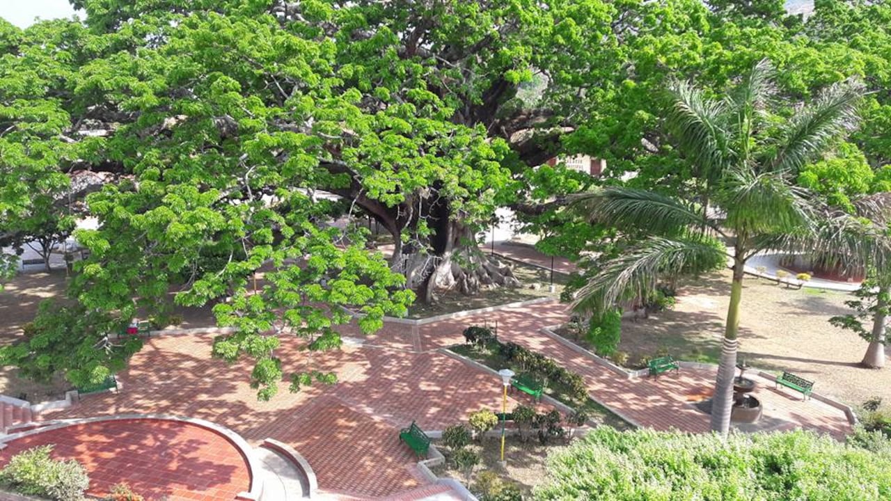 El pueblo con la ceiba urbana más grande de Colombia se encuentra en el departamento de Santander.