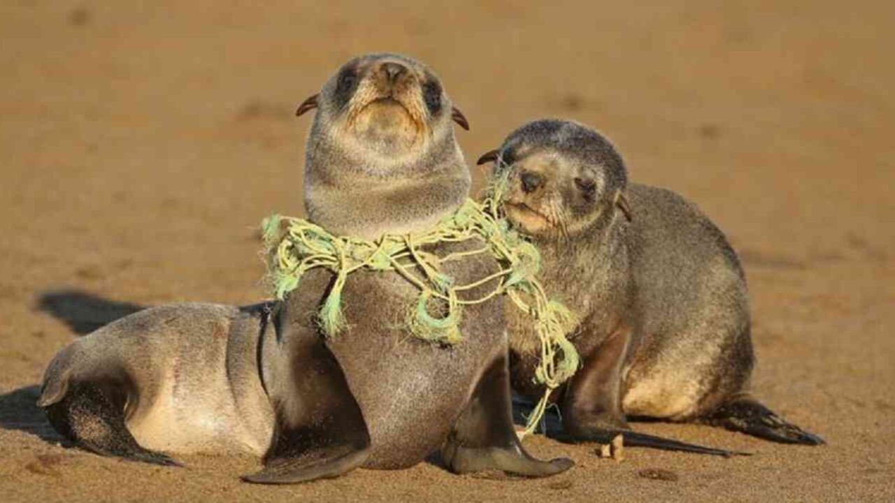 Los desechos de la pesca, como redes, líneas y aparejos, son más peligrosos para animales más grandes, sobre todo para focas y leones marinos. Foto: Getty Images