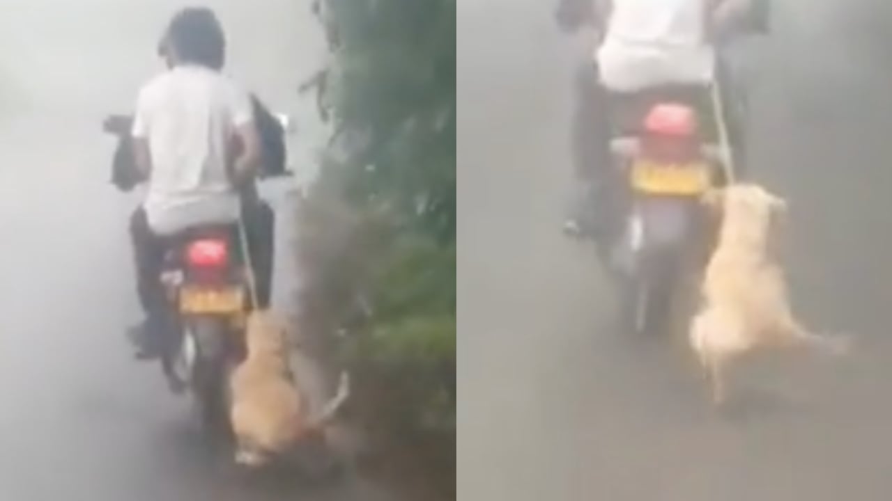 Maltrato animal en Risaralda