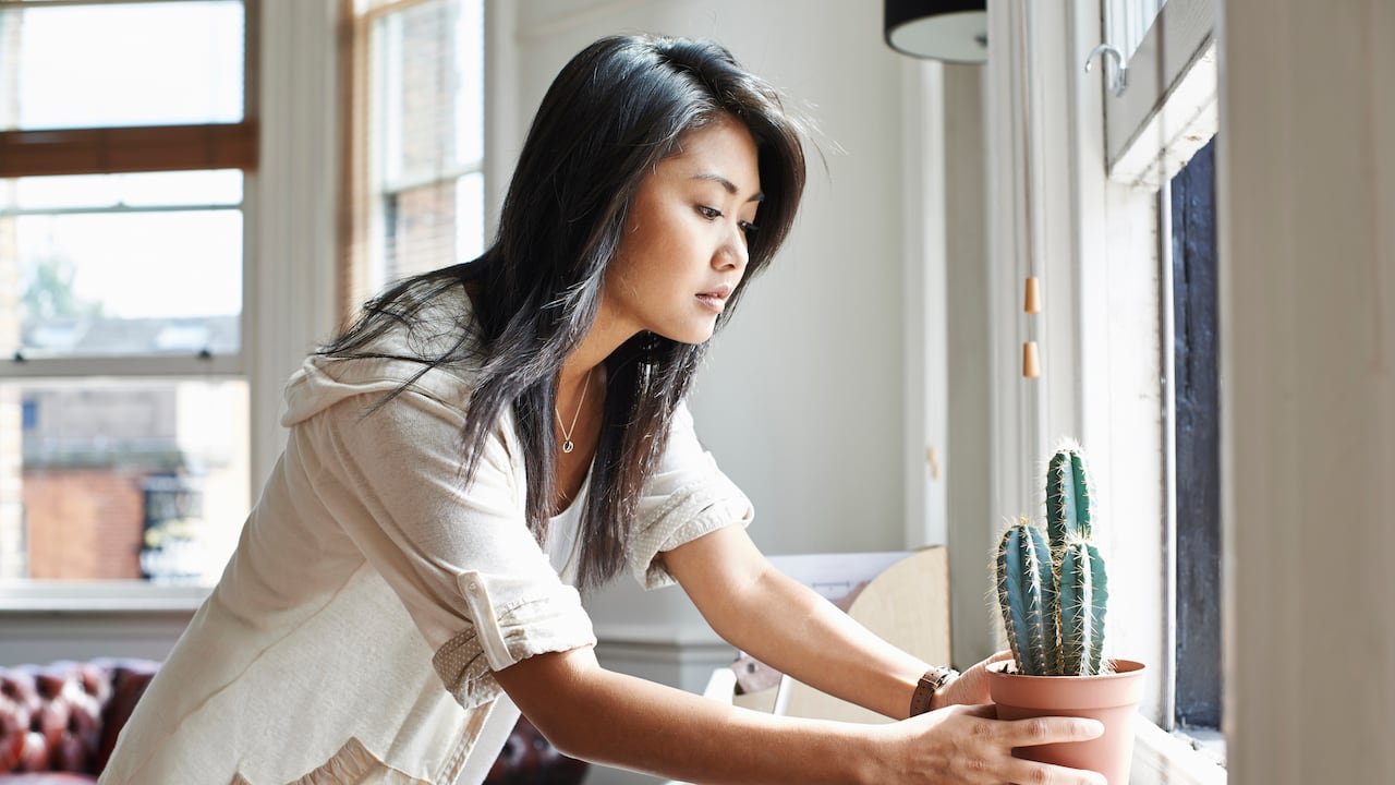 Cultivo de serenidad: Los cactus como aliados del Feng Shui para infundir calma en el espacio vital.