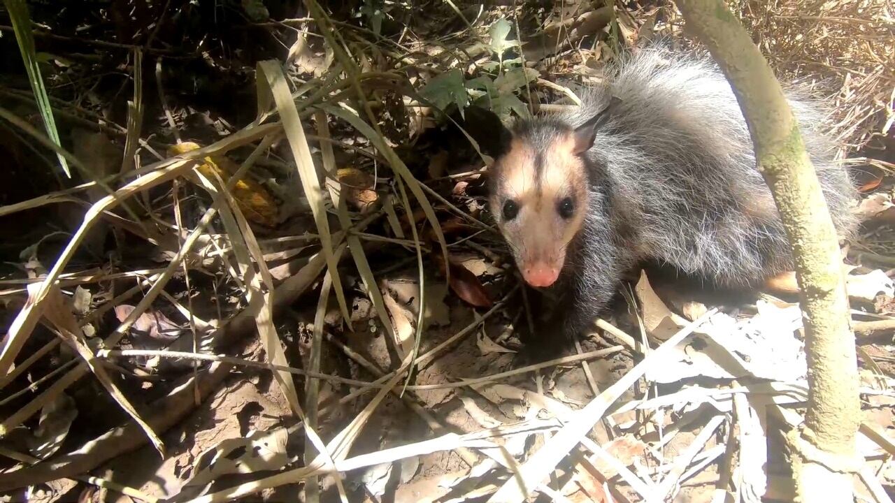 Fauna silvestre liberada en Antioquia.
