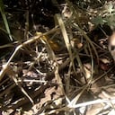 Las zarigüeyas son una de las especies más traficadas en el país.