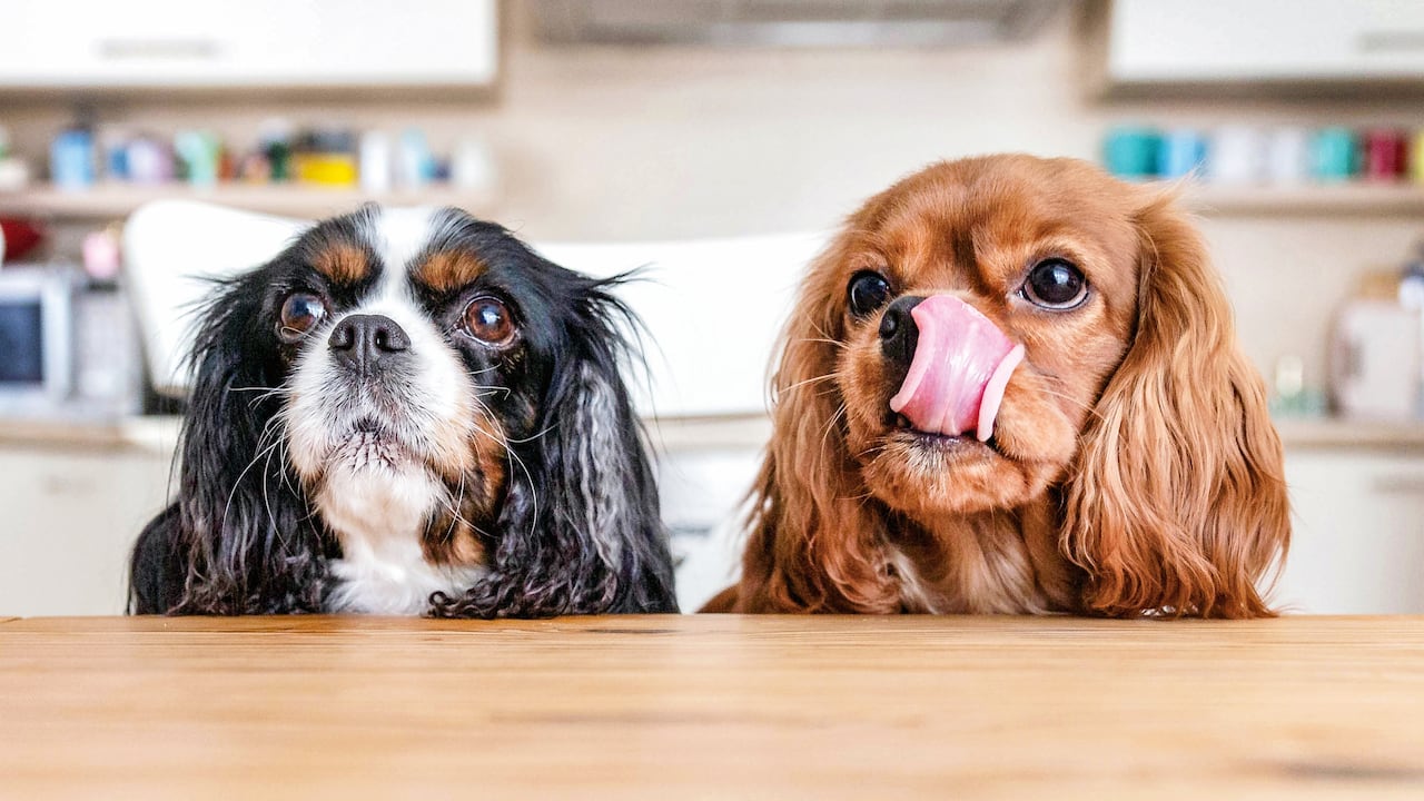 Two dogs sitting behind the kitchen table waiting for food