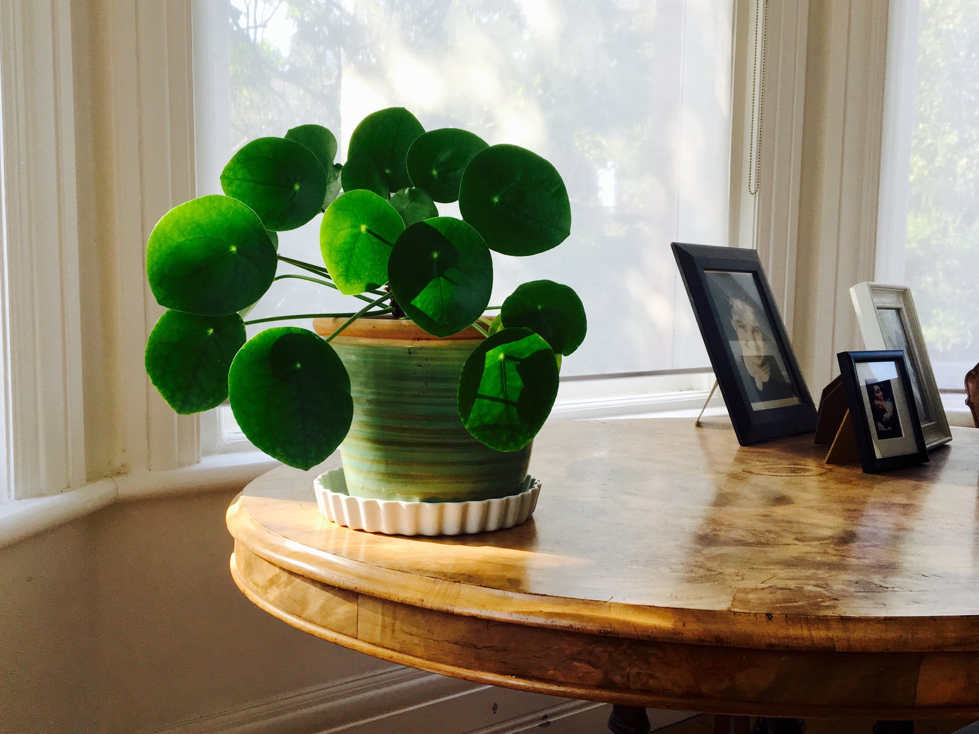 Latin name: Pileas peperomiodies