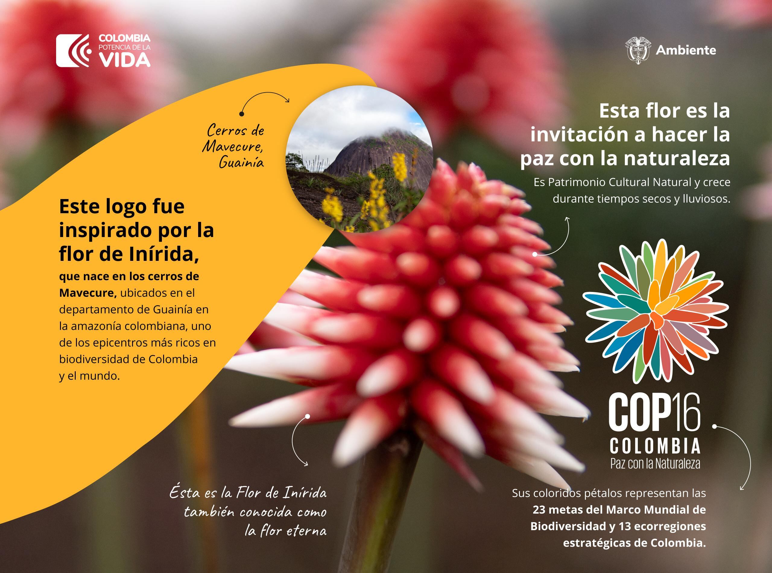Con esta gráfica, el Gobierno explica por qué fue elegida la flor de Inírida, también conocida como "la flor eterna".