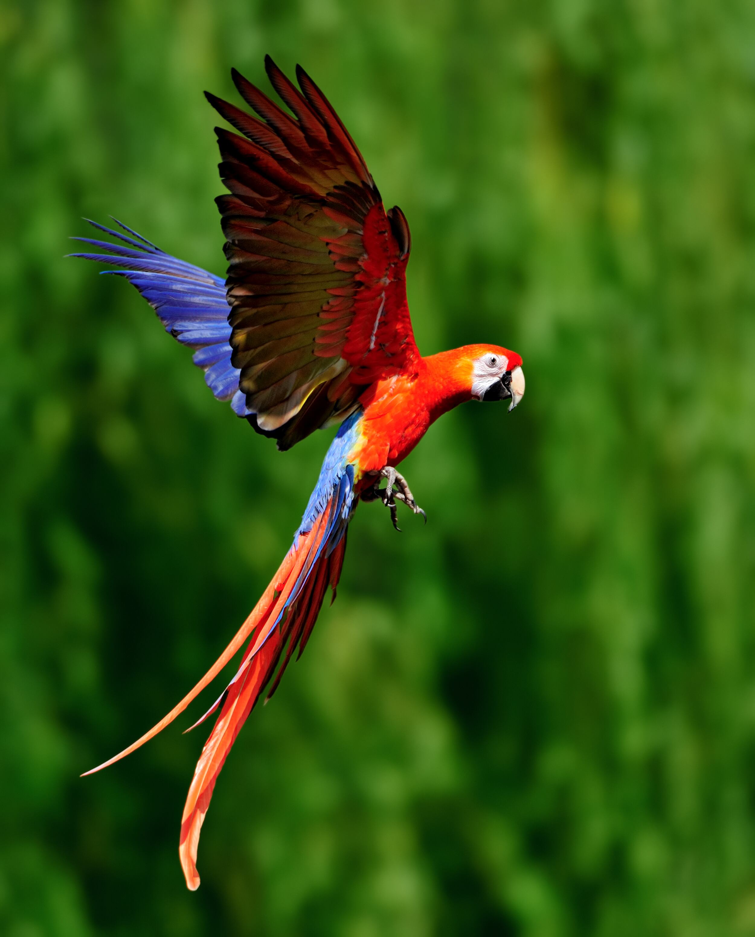 guacamaya