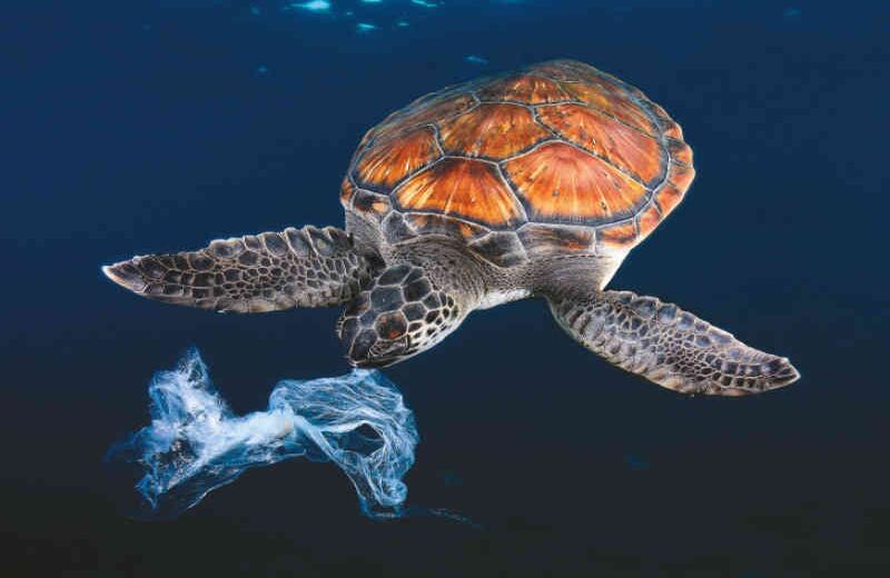 No más pitillos:  Una campaña que alertaba sobre los 300 millones de toneladas de plástico que desecha cada año la humanidad surgió el pasado mayo y de inmediato fue viral. Hoy muchos rechazan el pitillo plástico al tomarse una bebida. La explicación: “Porque lo vi en el Face”.