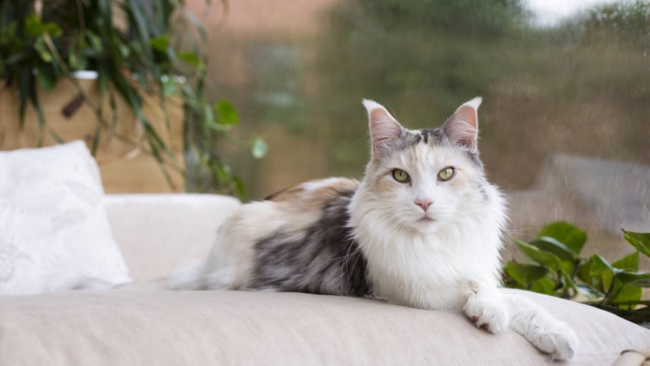 La versión inicial del estadounidense fue que a su hija la había agredido un gato (imagen de referencia).