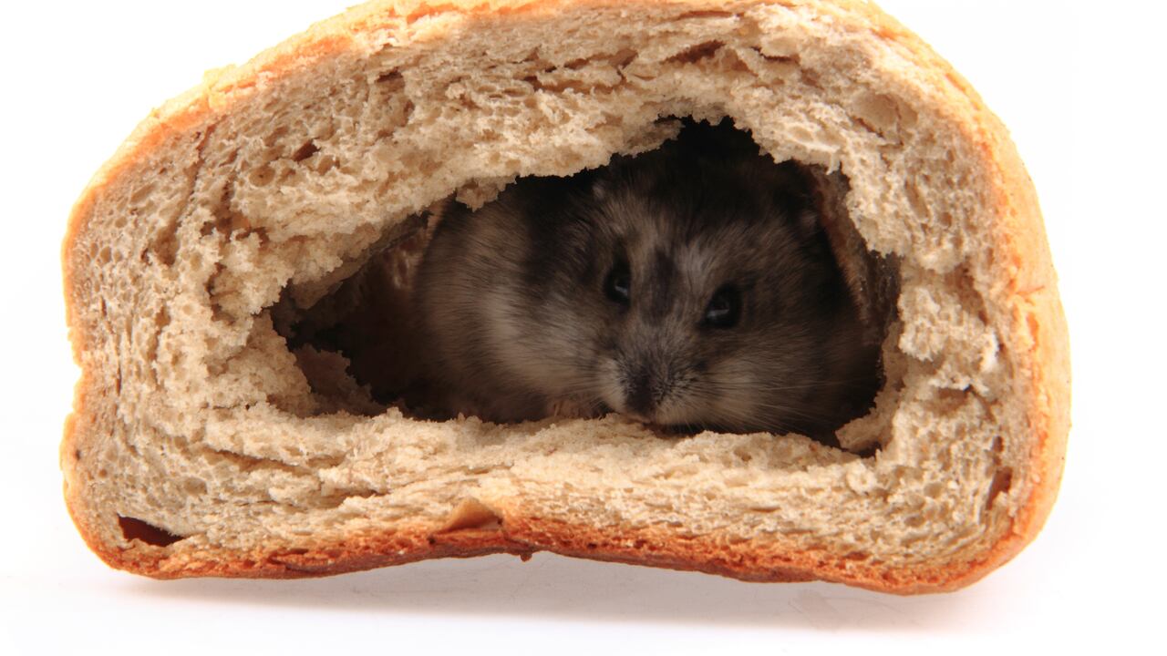 Rata en pan