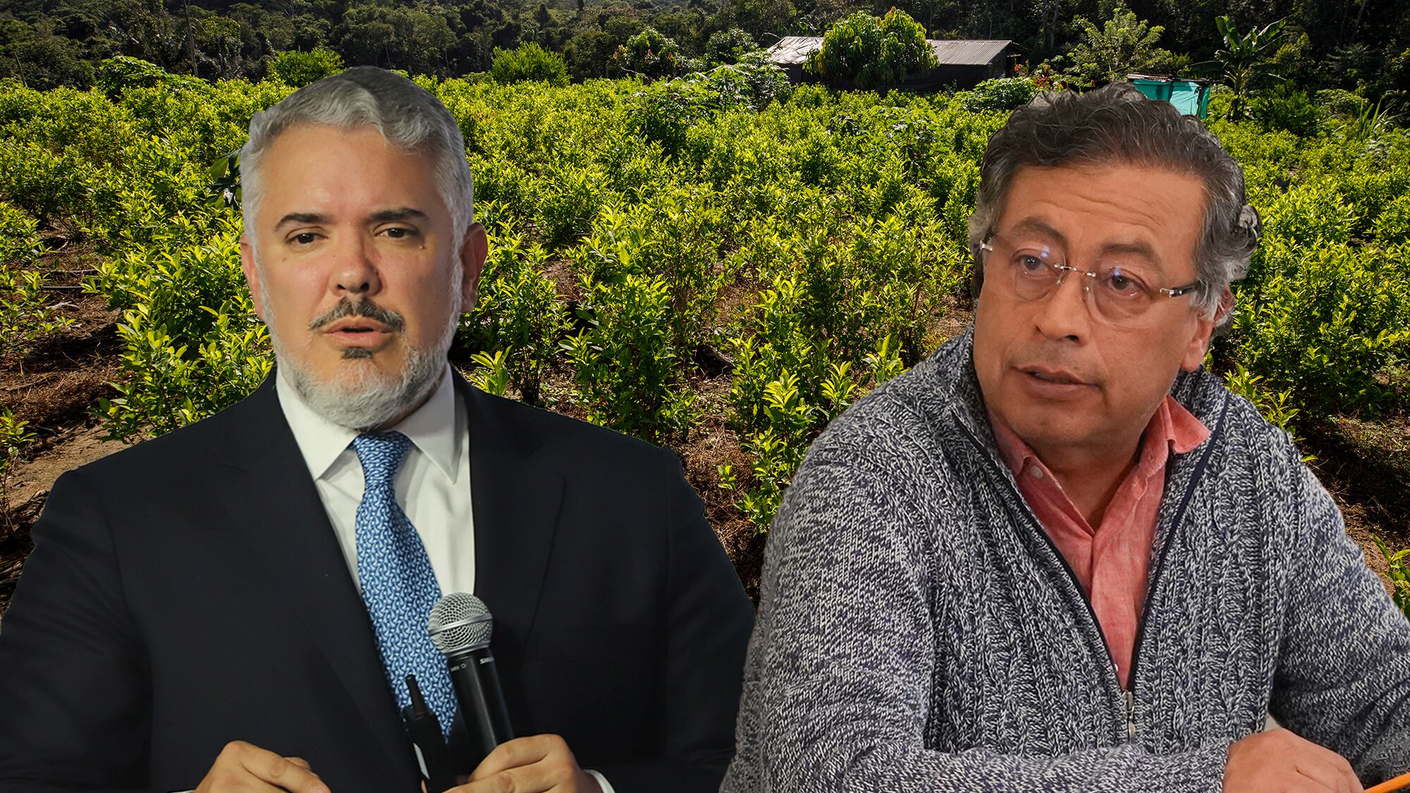 Ivan Duque Gustavo Petro Cultivo coca