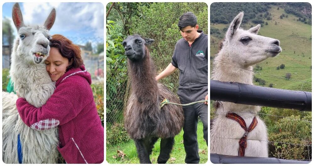 Goyo, Candelario y Túpac  fueron recuperados de la Plaza de Bolívar en Bogotá el año anterior.