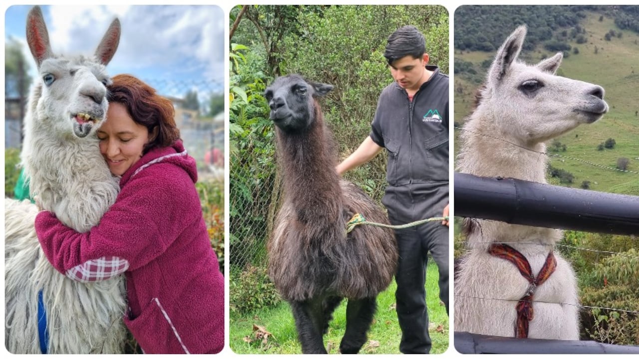 Goyo, Candelario y Túpac fueron recuperados de la Plaza de Bolívar en Bogotá el año anterior.
