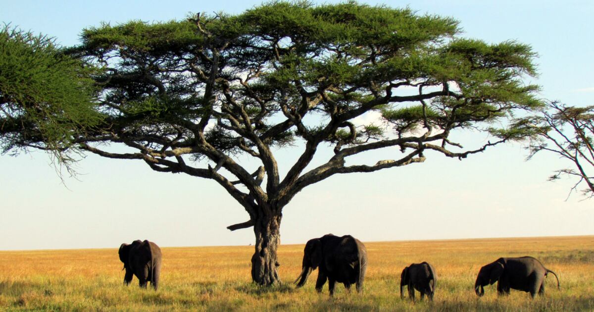 La vicepresidenta estará en territorio africano durante los próximos días.