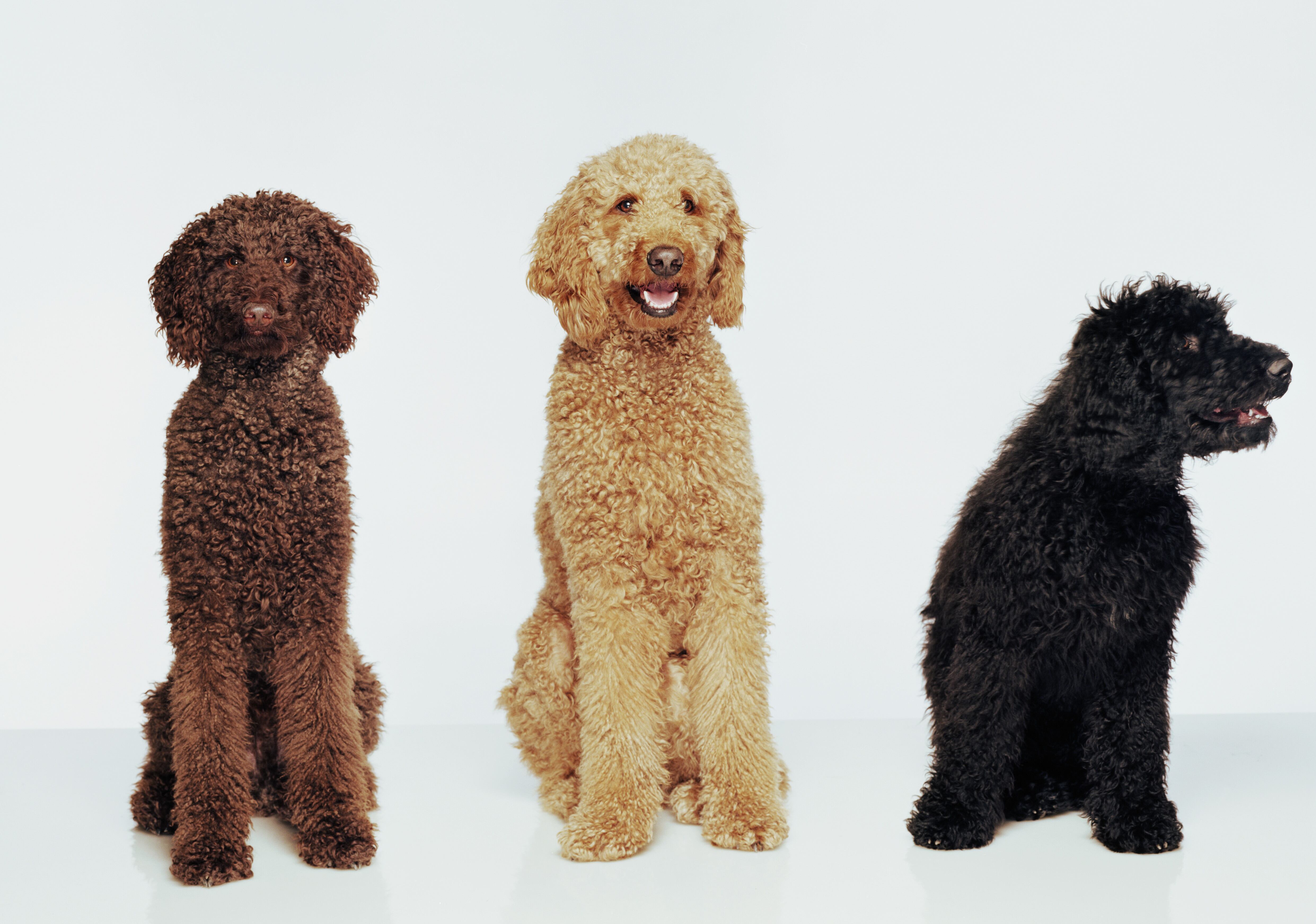 Perro Caniche o poodle (Foto Getty)
